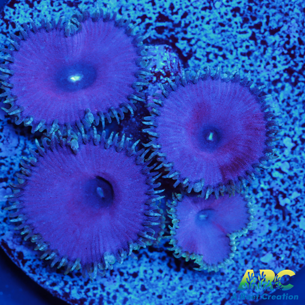Purple Death Paly
