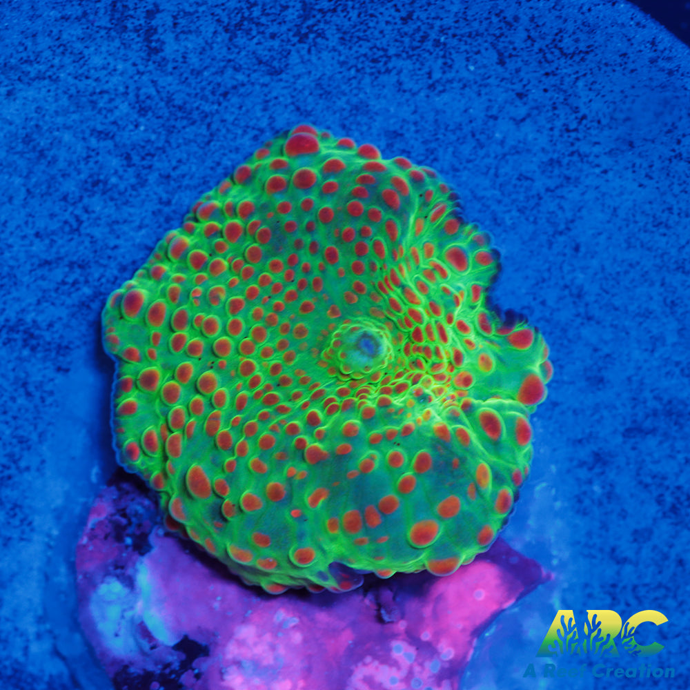 Green And Peach Disco