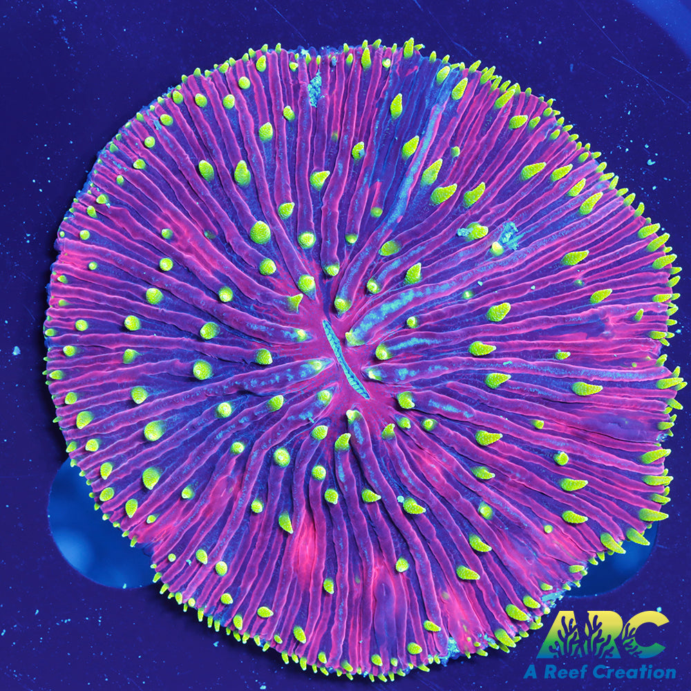 Rainbow Plate Coral