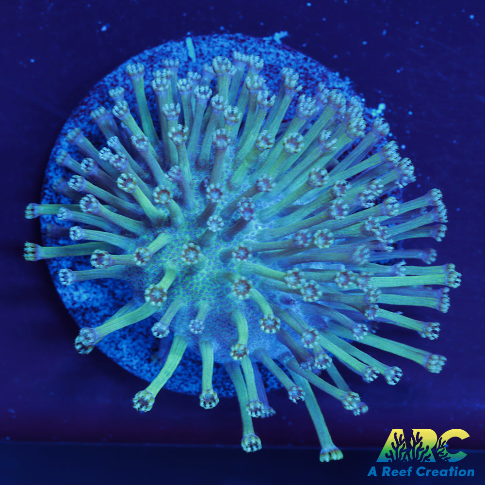 CC Weeping Willow Toadstool