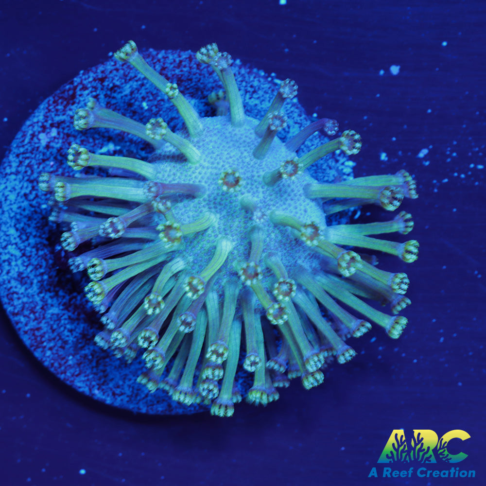 CC Weeping Willow Toadstool