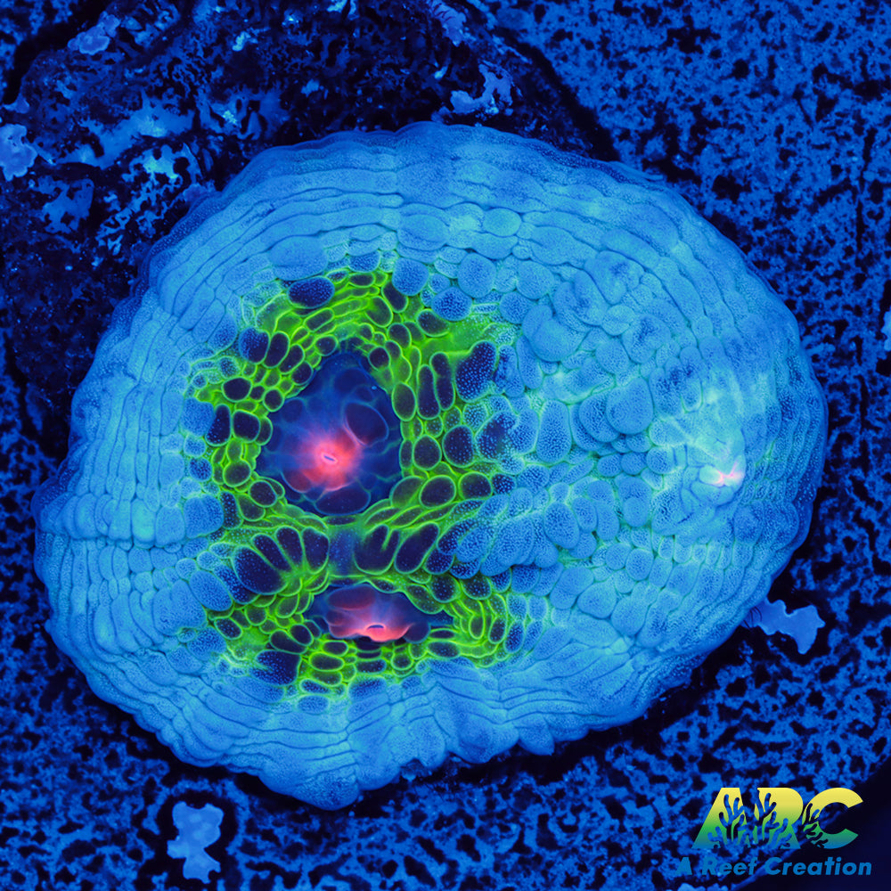 Avatar Mycedium