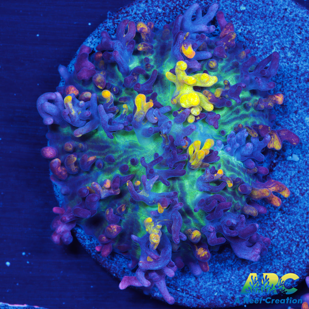 CC Magic Carpet Mushroom