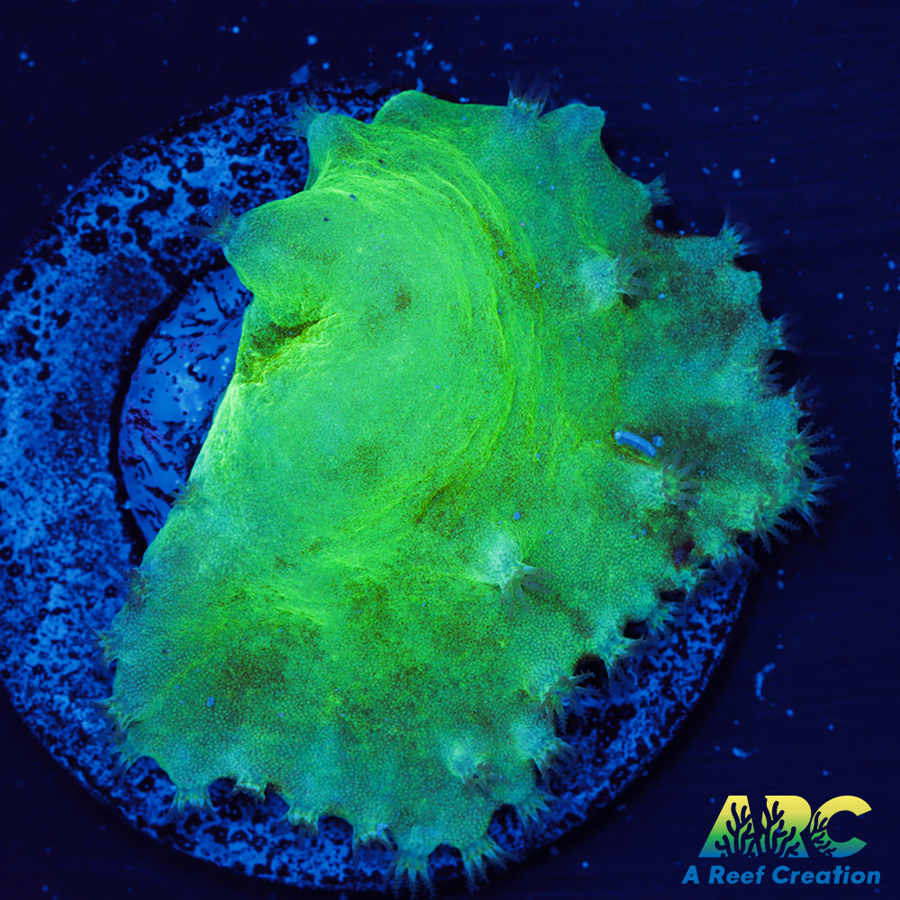 Green Cabbage Leather