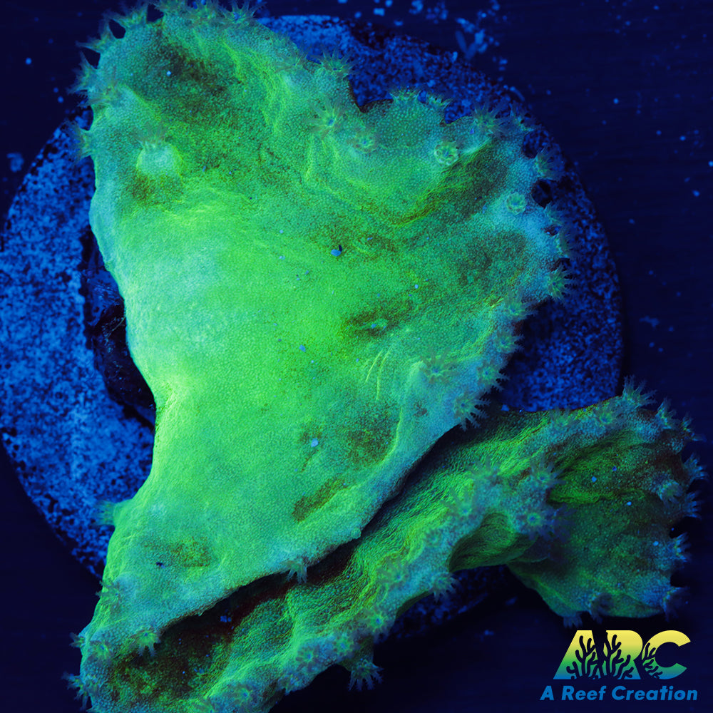 Green Cabbage Leather