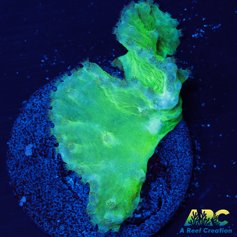 Green Cabbage Leather