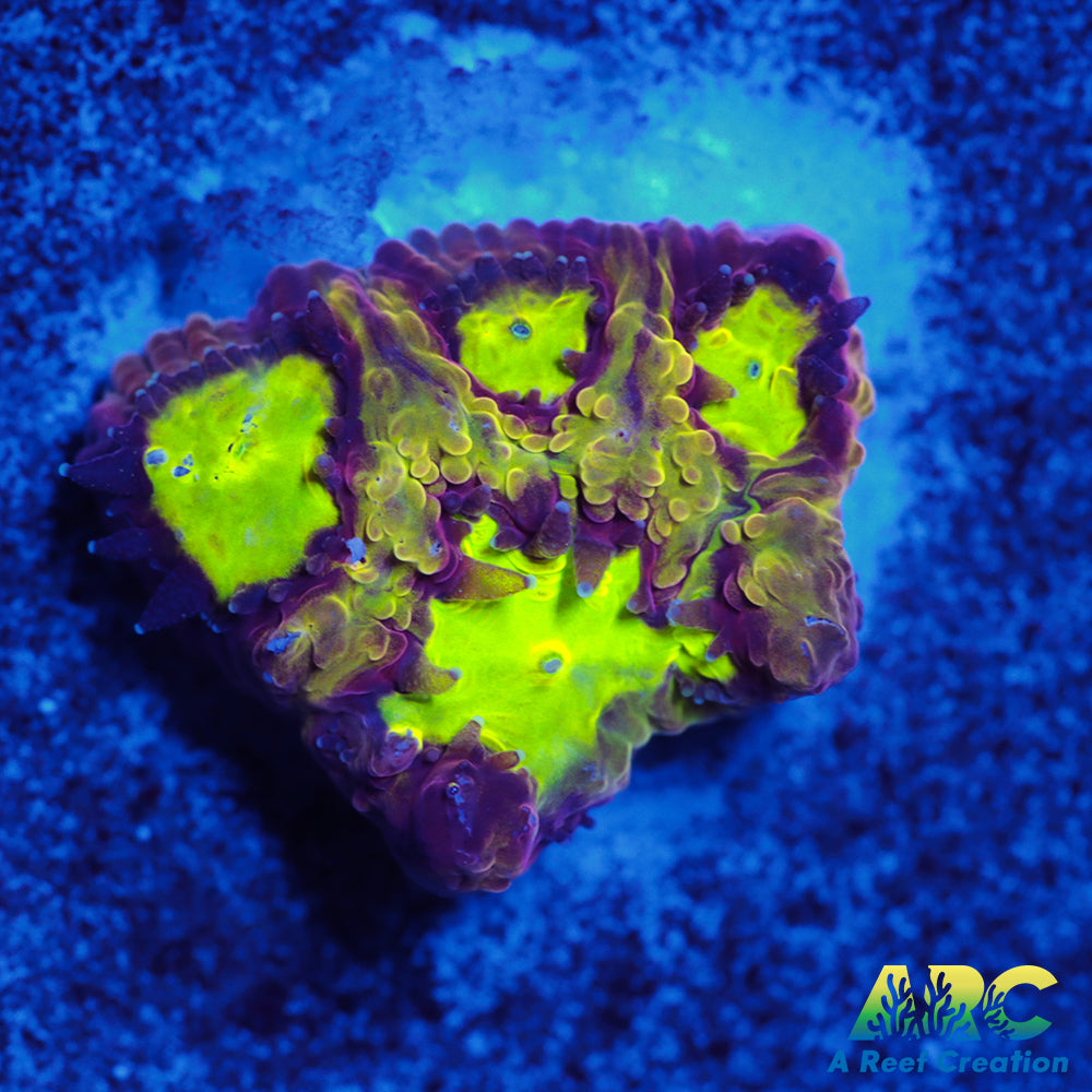 ARC Durin's Bane Favia