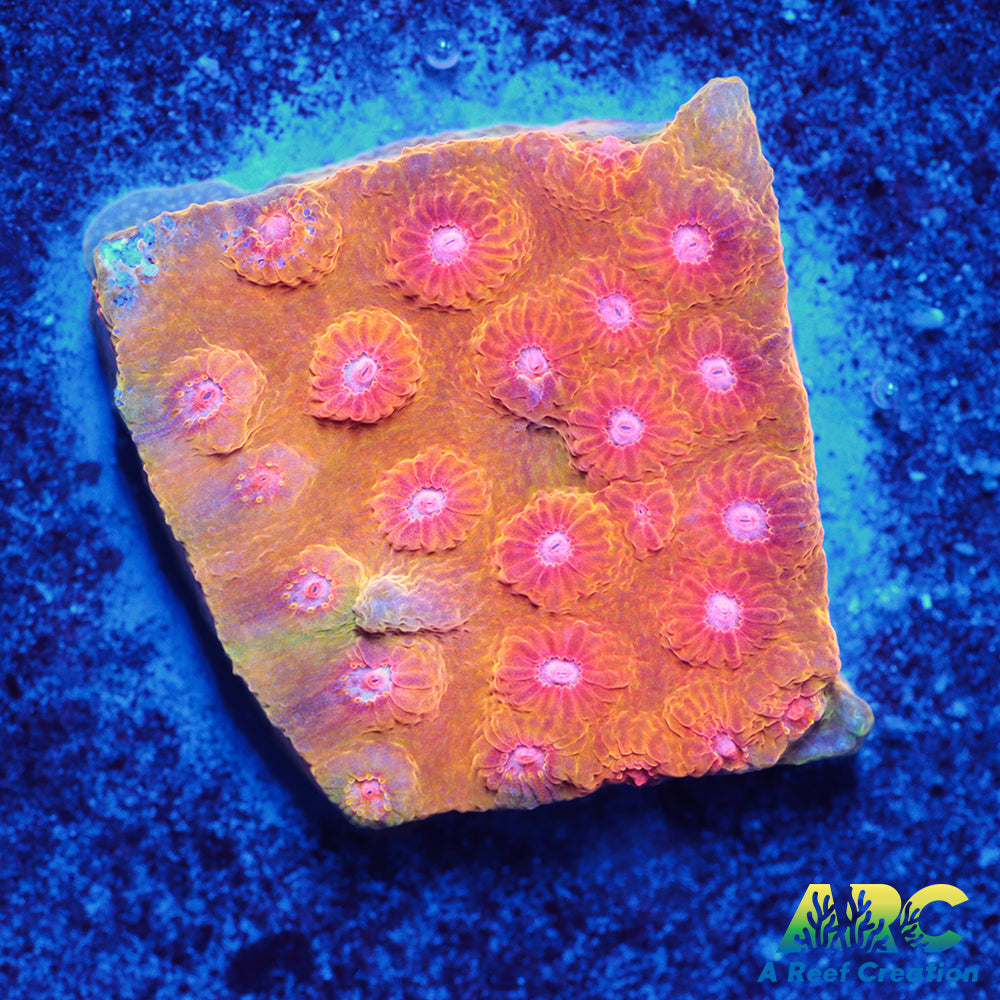 Cherry Red Cyphastrea