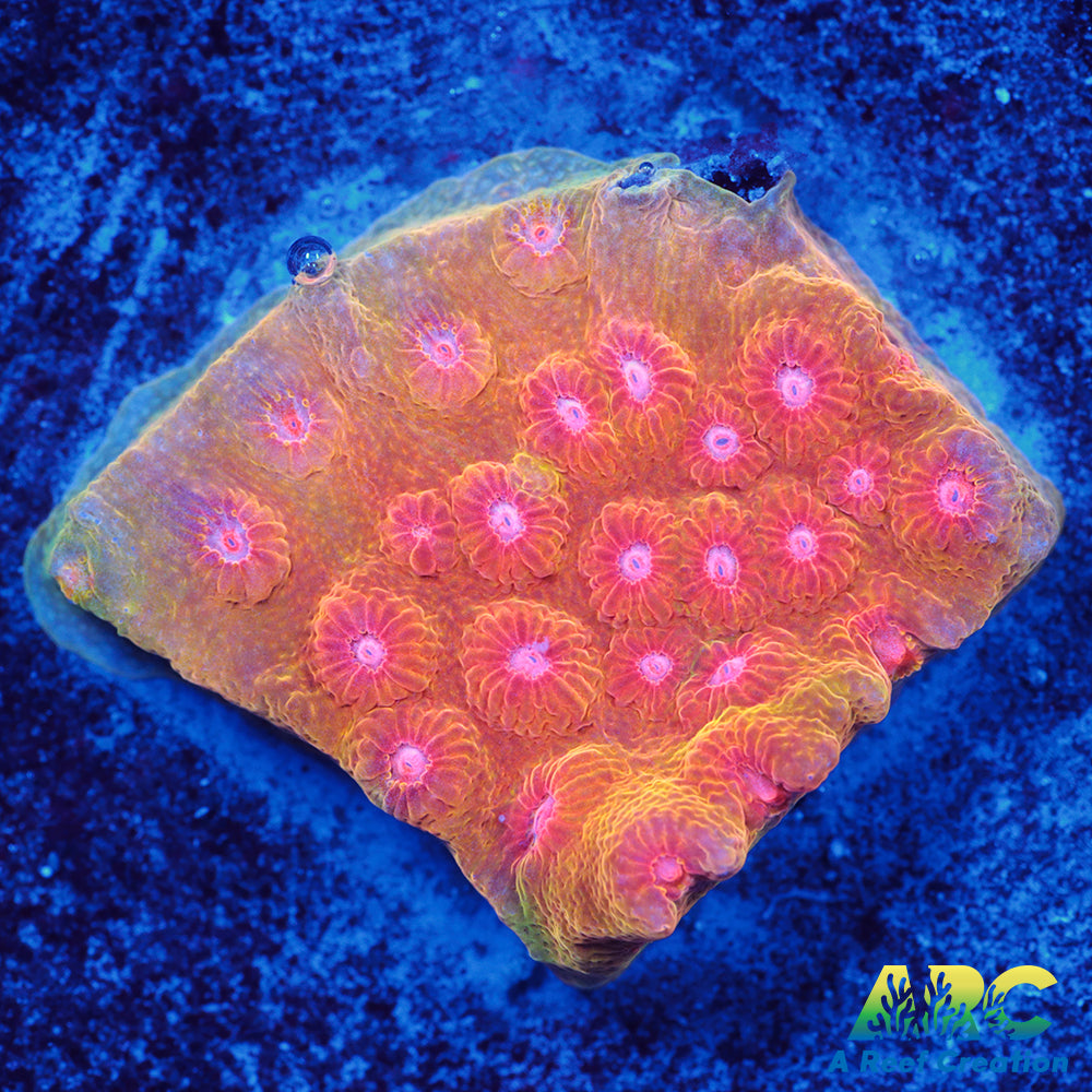 Cherry Red Cyphastrea