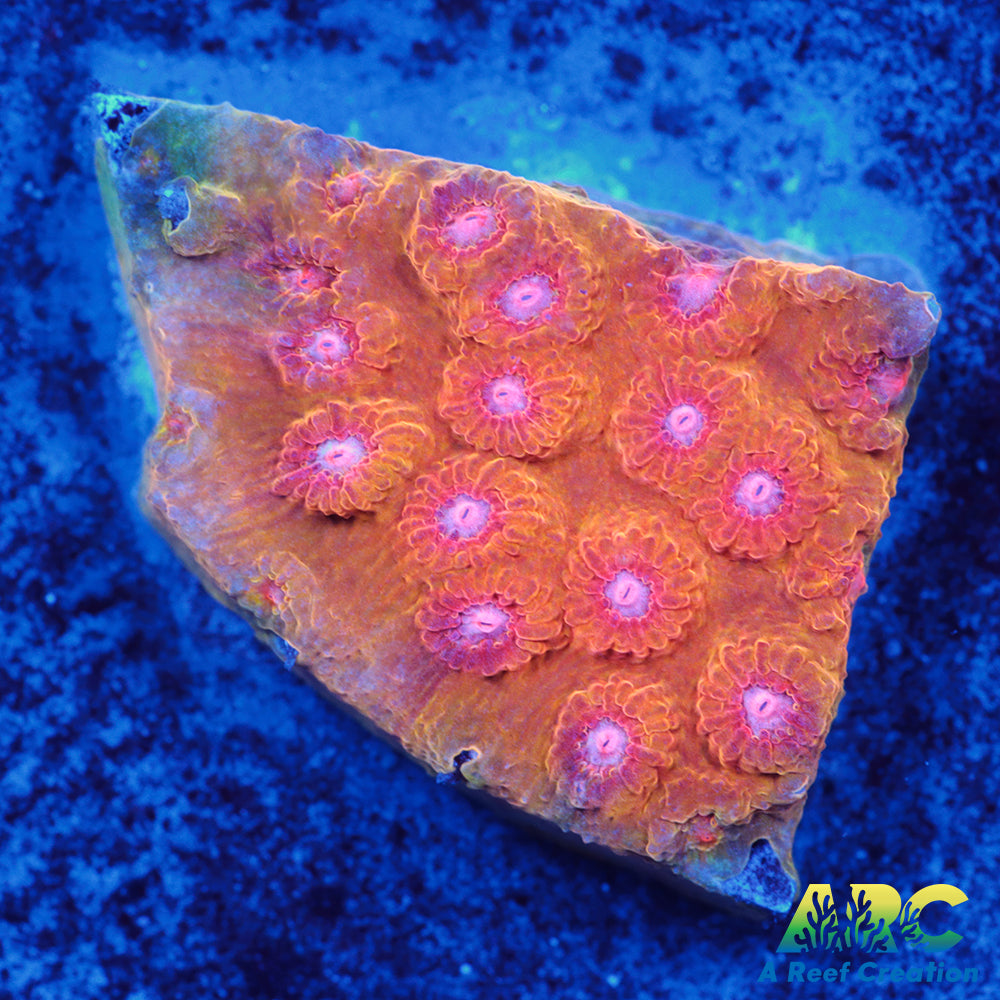 Cherry Red Cyphastrea