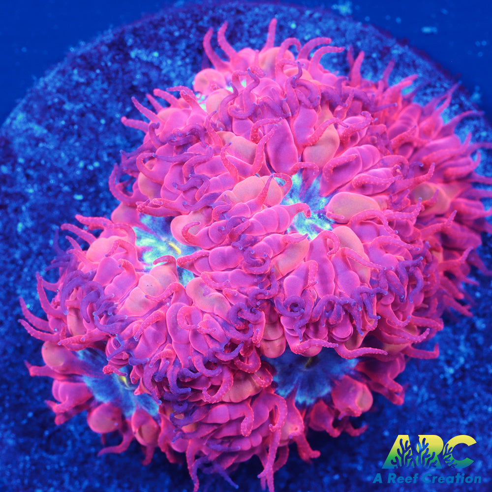 ECC Blue Raven Merletti