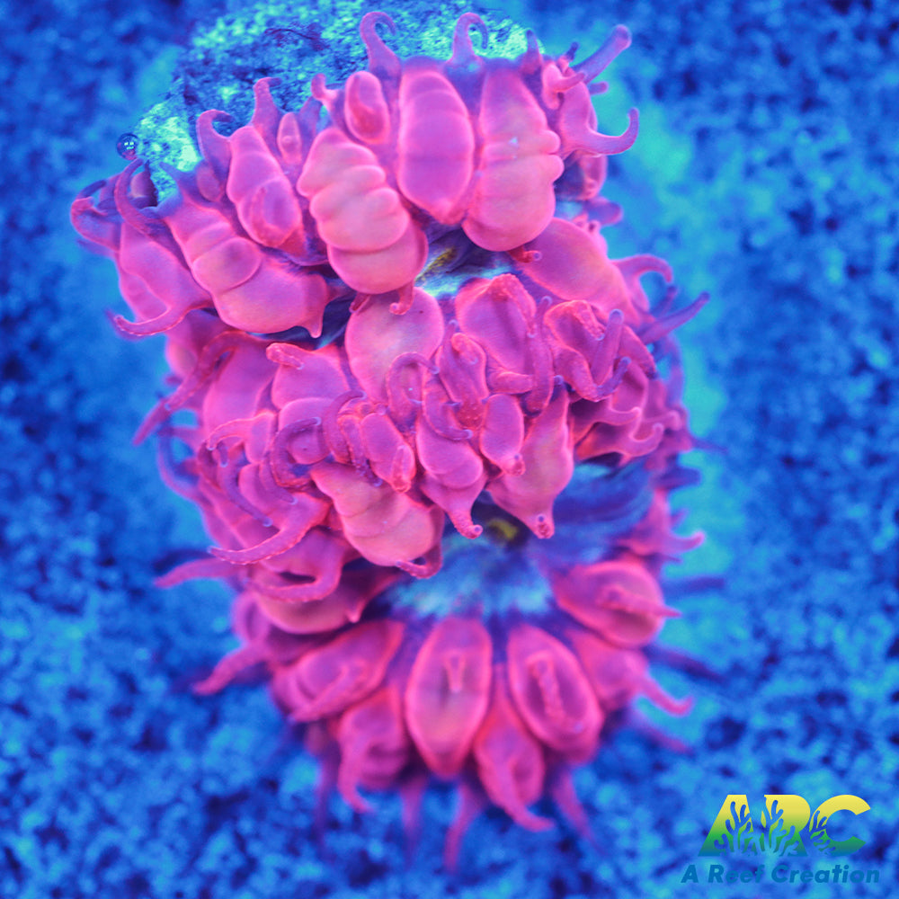 ECC Blue Raven Merletti