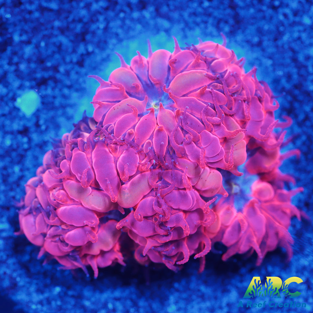 ECC Blue Raven Merletti