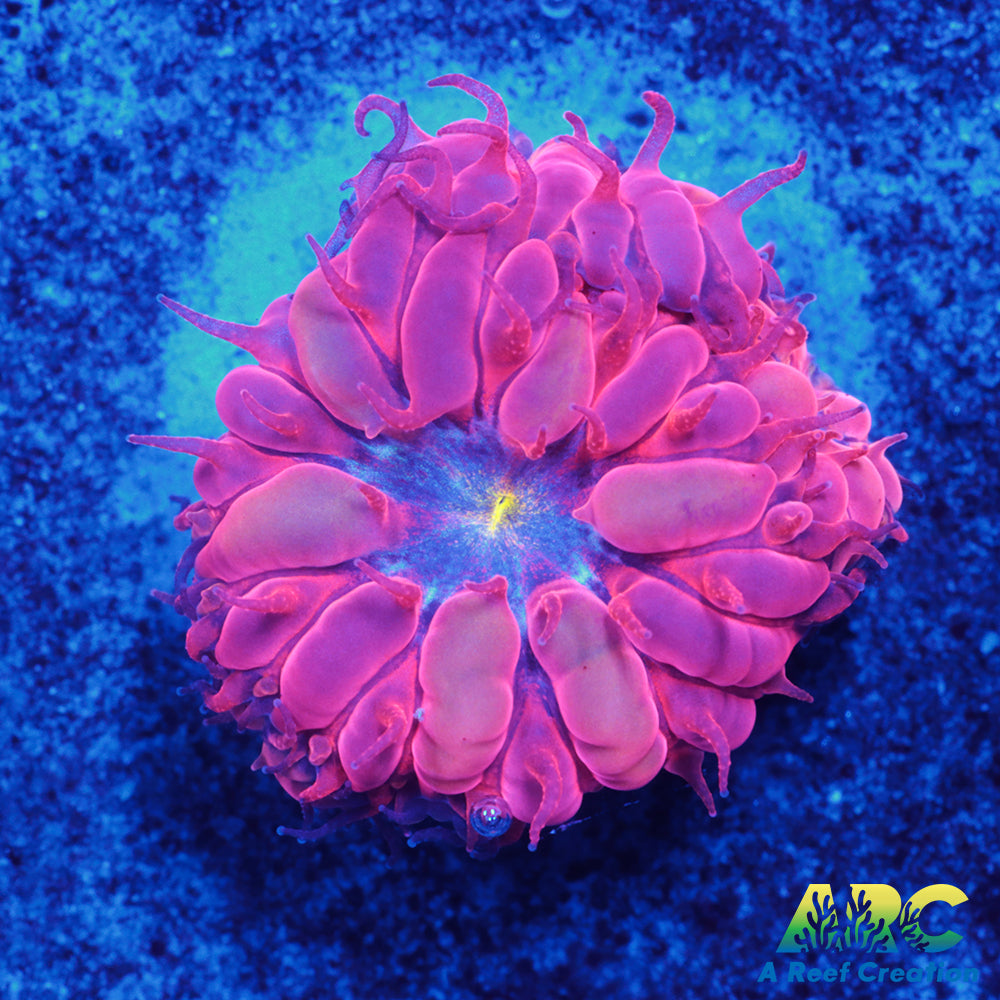 ECC Blue Raven Merletti