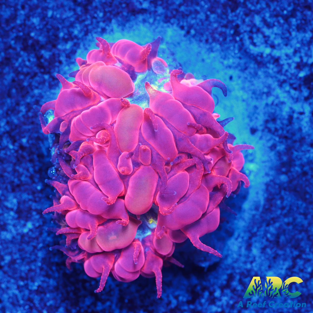 ECC Blue Raven Merletti