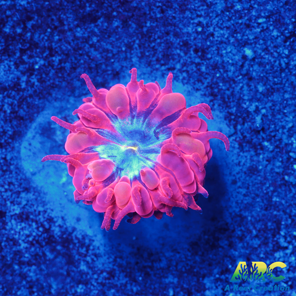 ECC Blue Raven Merletti