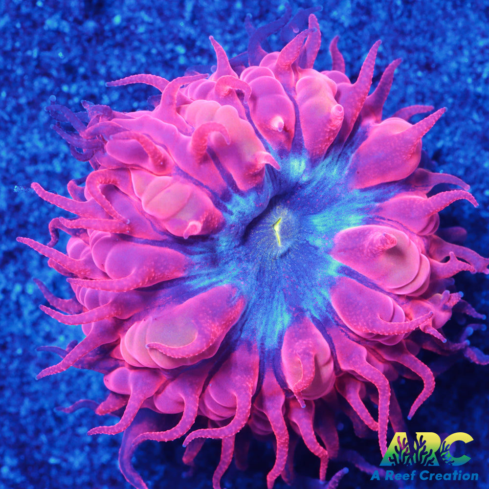 ECC Blue Raven Merletti