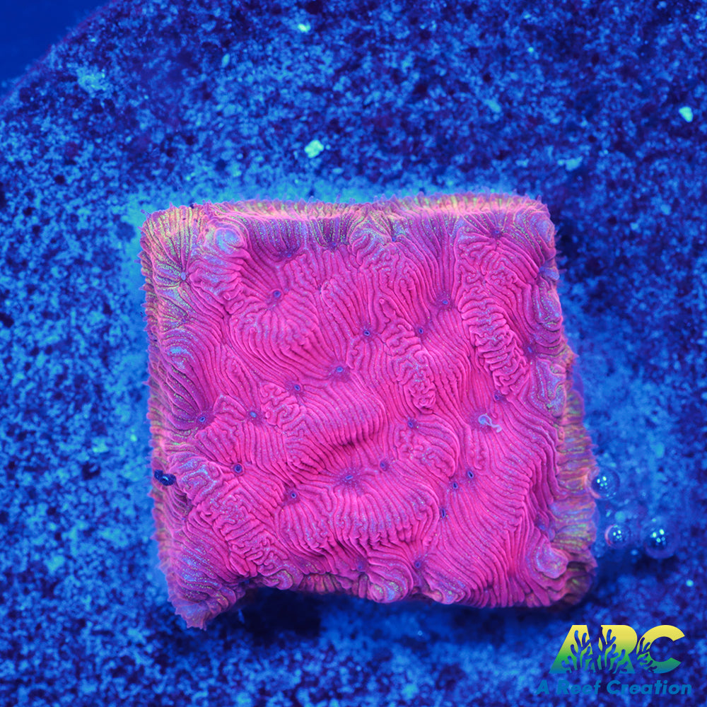 WWC Pink Flamingo Lepto