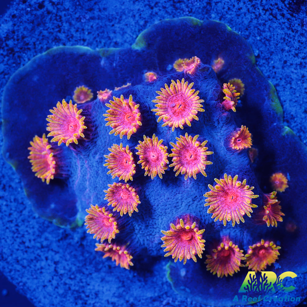 Bizarro Cyphastrea