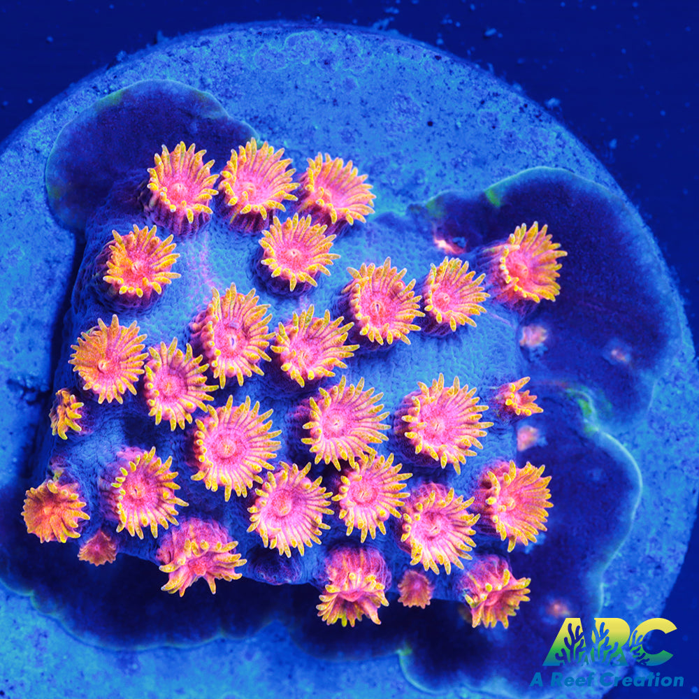 Bizarro Cyphastrea