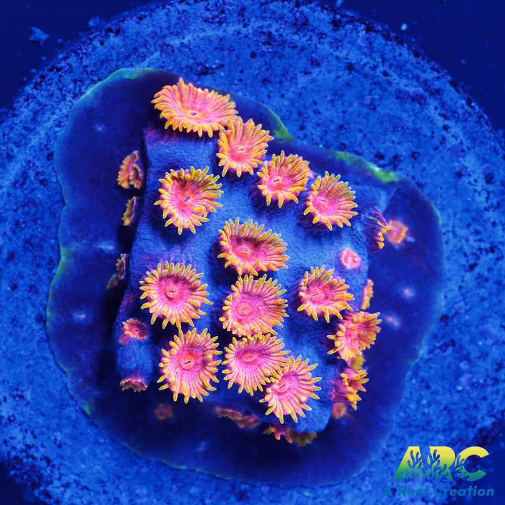 Bizarro Cyphastrea