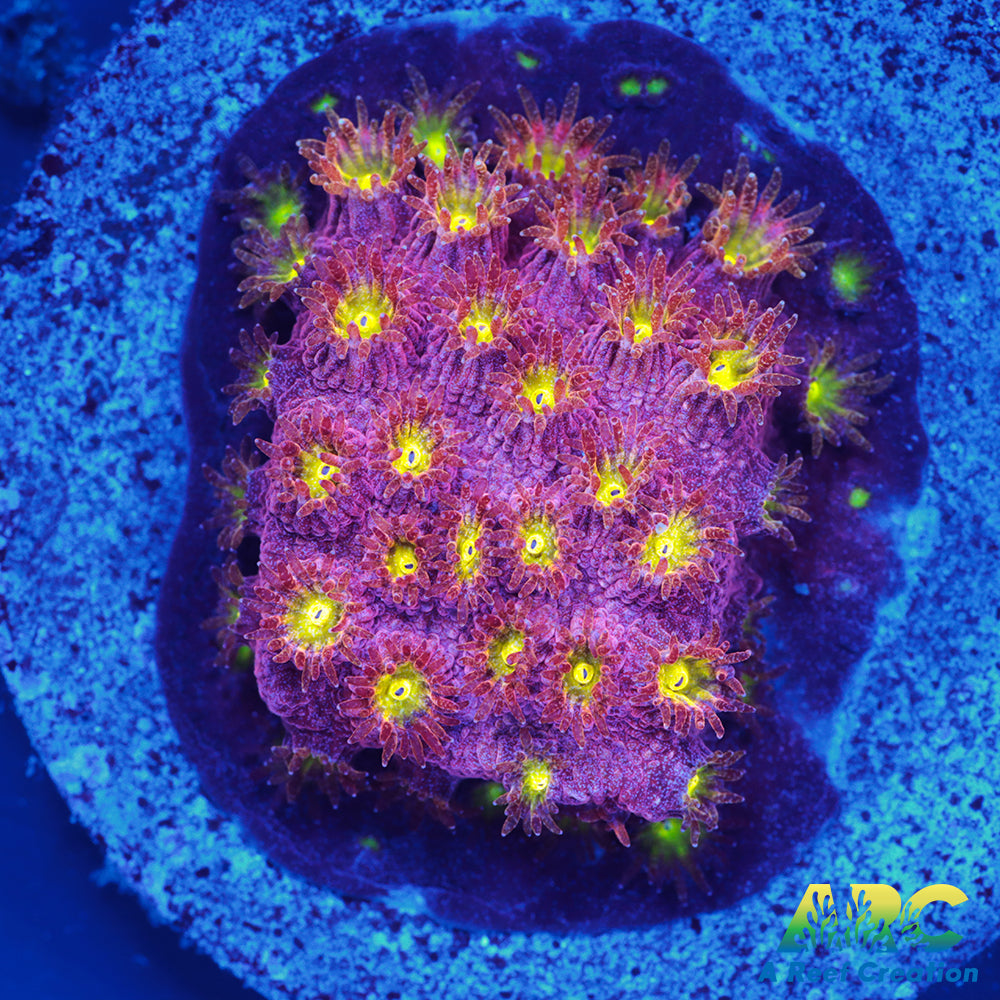 CB Bling Bling Cyphastrea