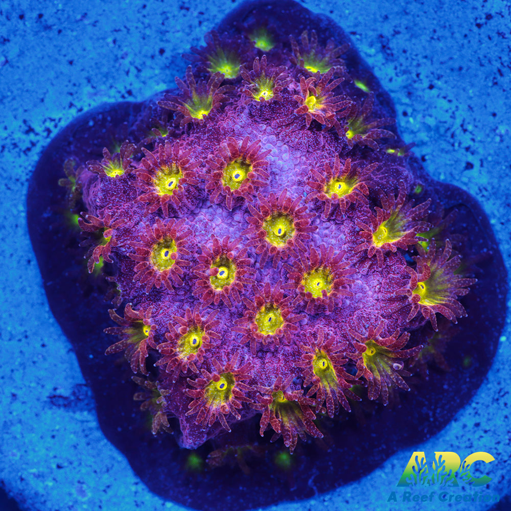 CB Bling Bling Cyphastrea