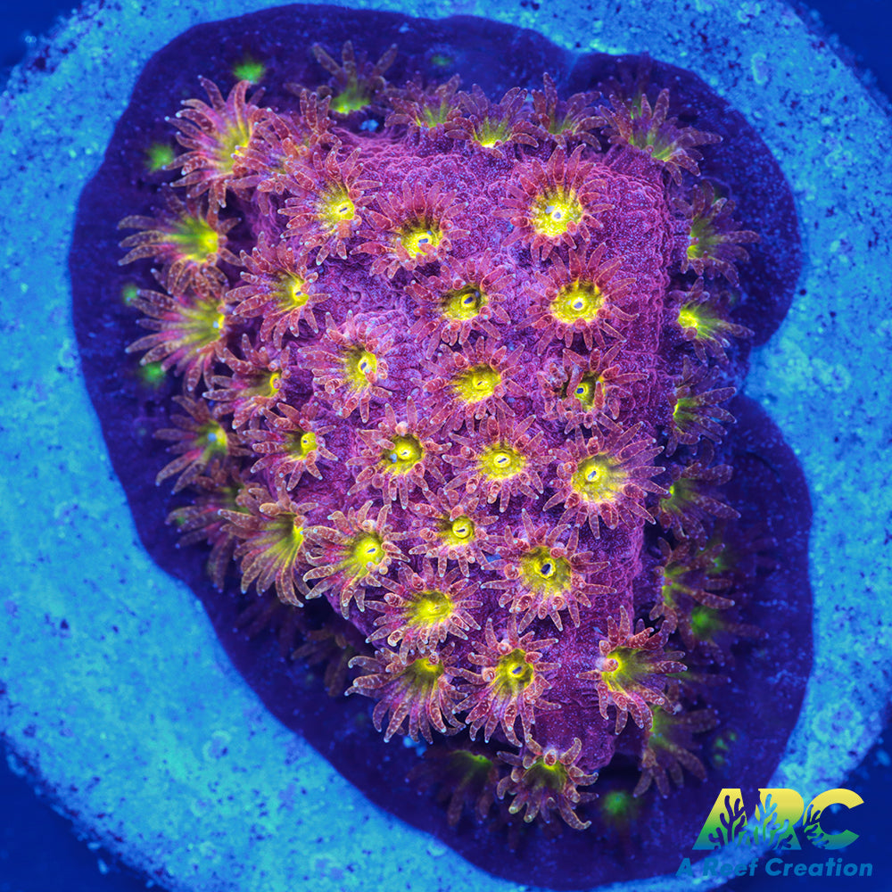 CB Bling Bling Cyphastrea
