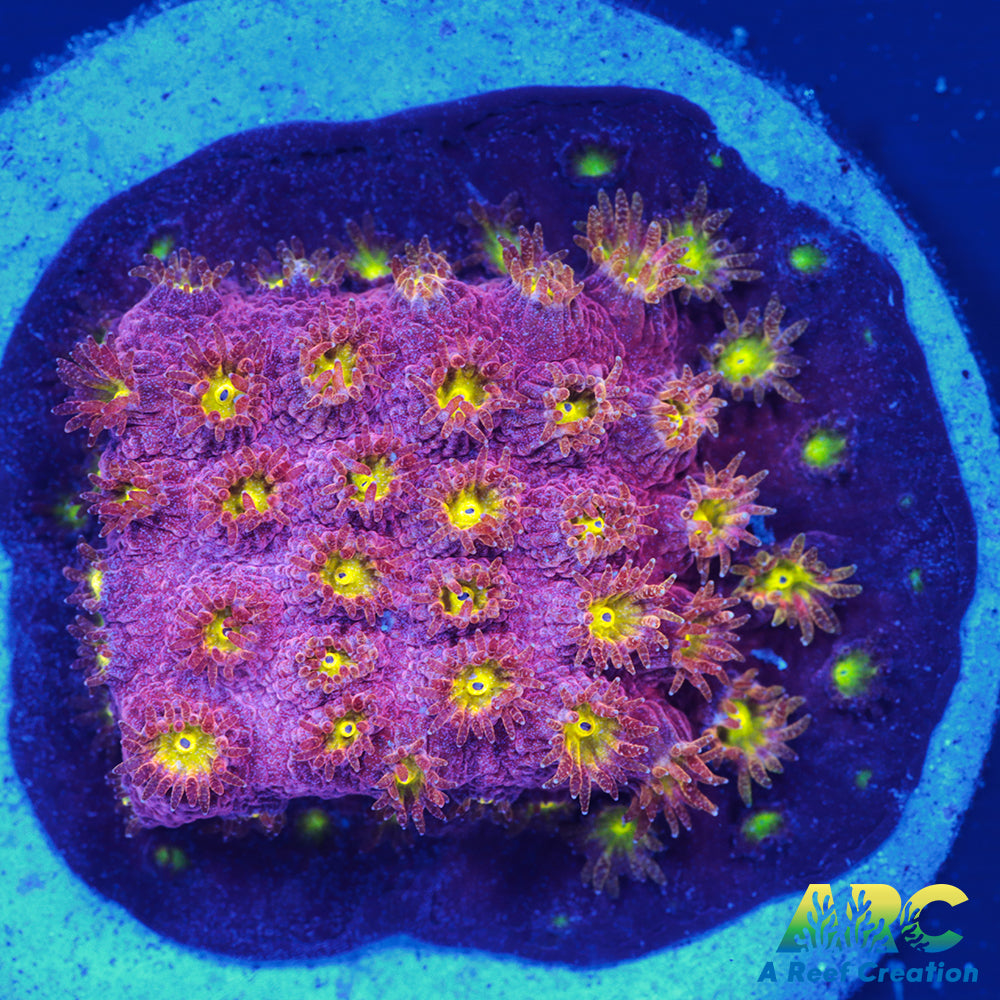 CB Bling Bling Cyphastrea