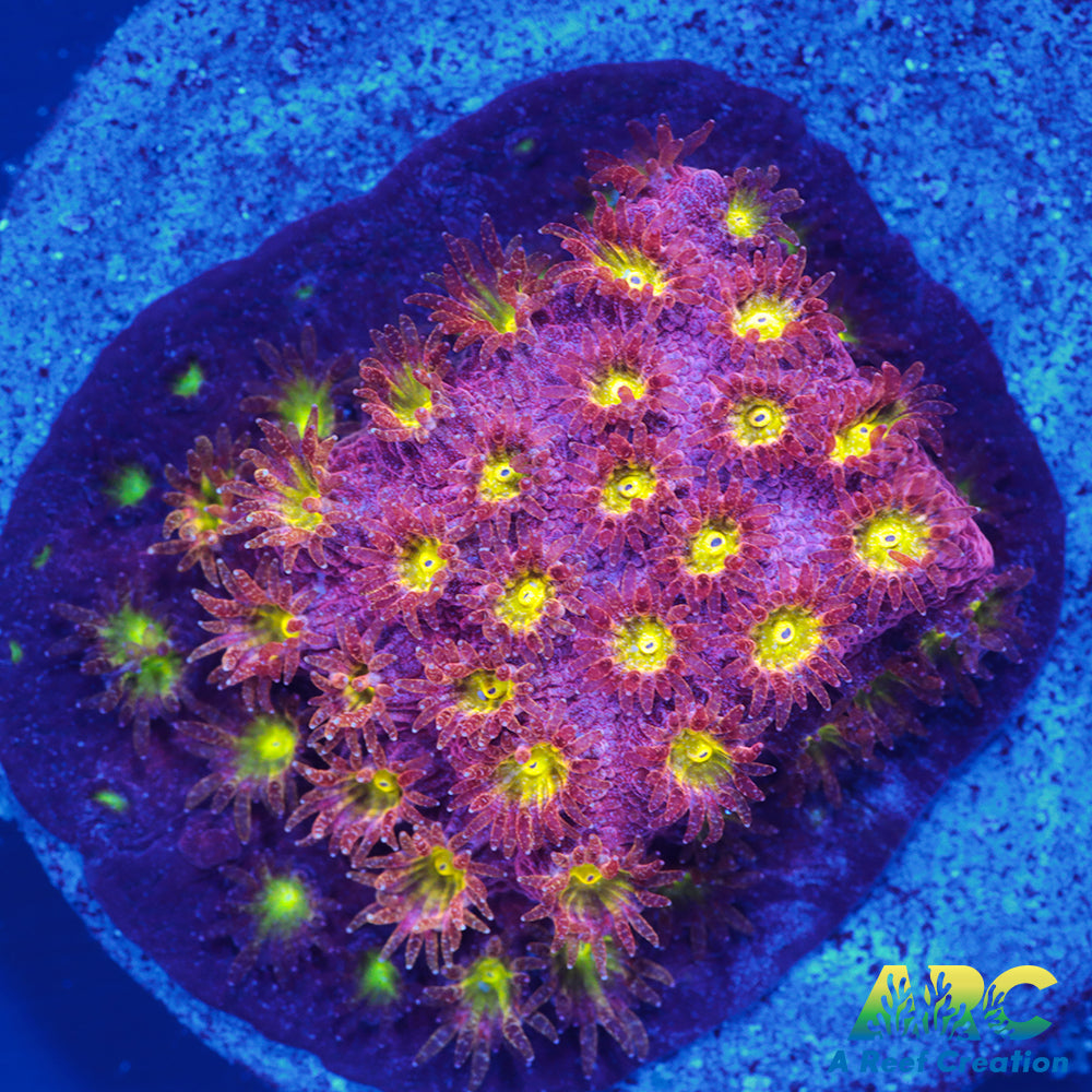 CB Bling Bling Cyphastrea