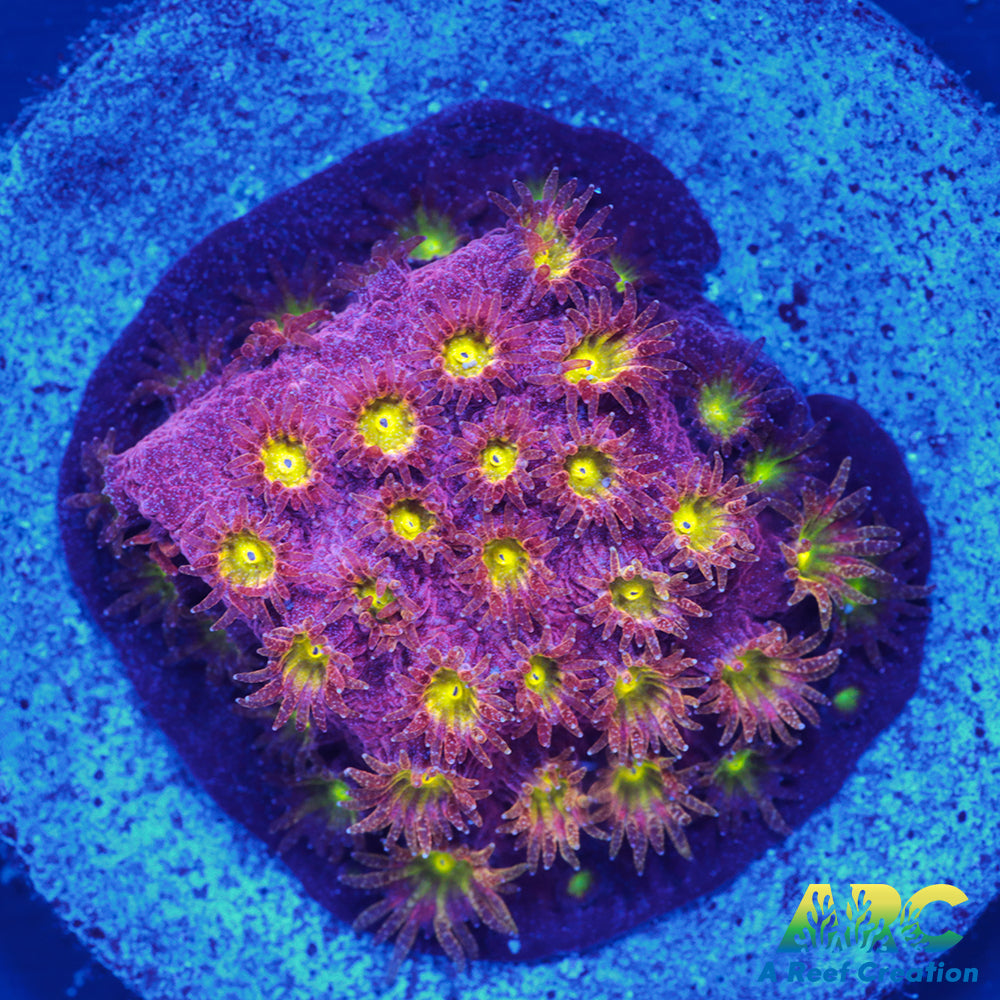 CB Bling Bling Cyphastrea