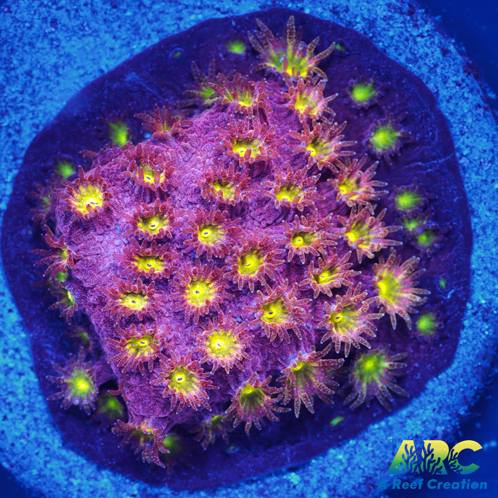 CB Bling Bling Cyphastrea