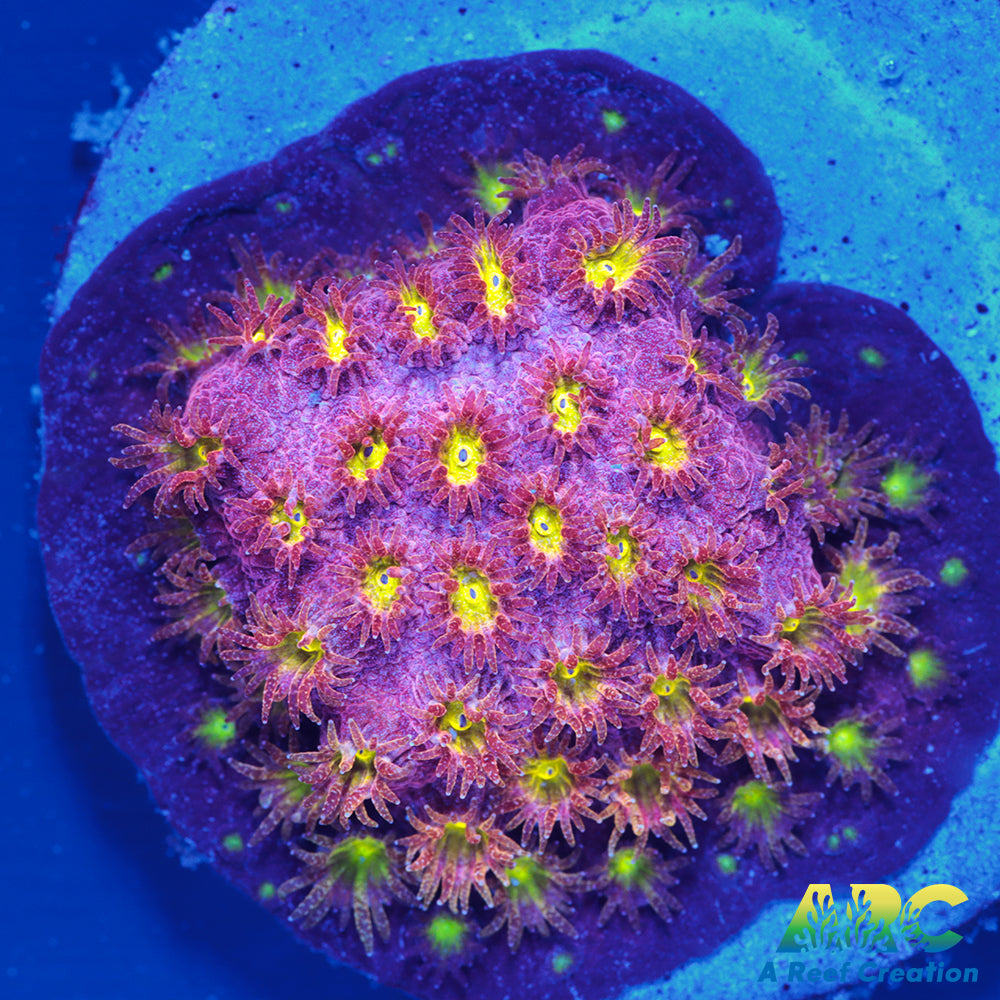 CB Bling Bling Cyphastrea