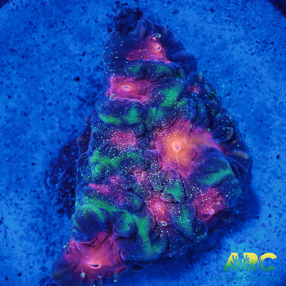 CC Space Cakes Favia