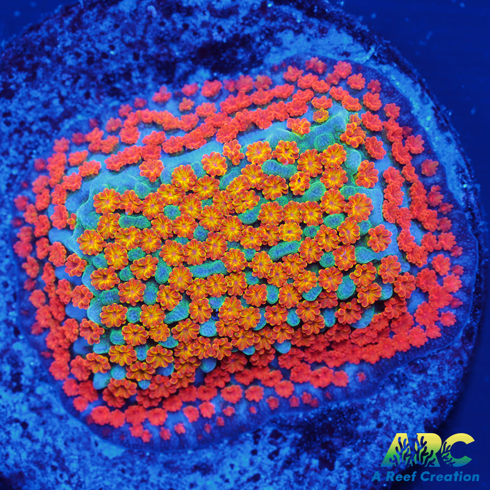 ECC Confused Rainbow Sunset Monti