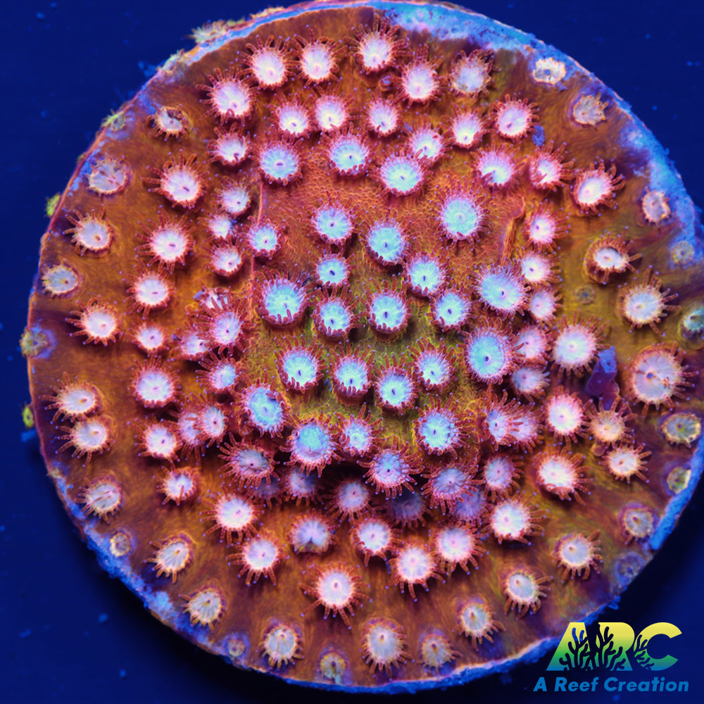 FF Yellow Cyphastrea