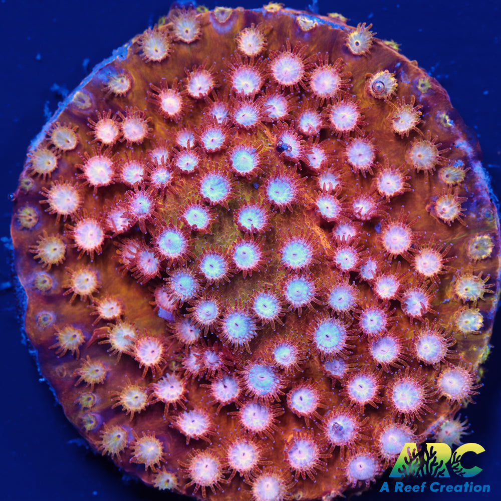 FF Yellow Cyphastrea