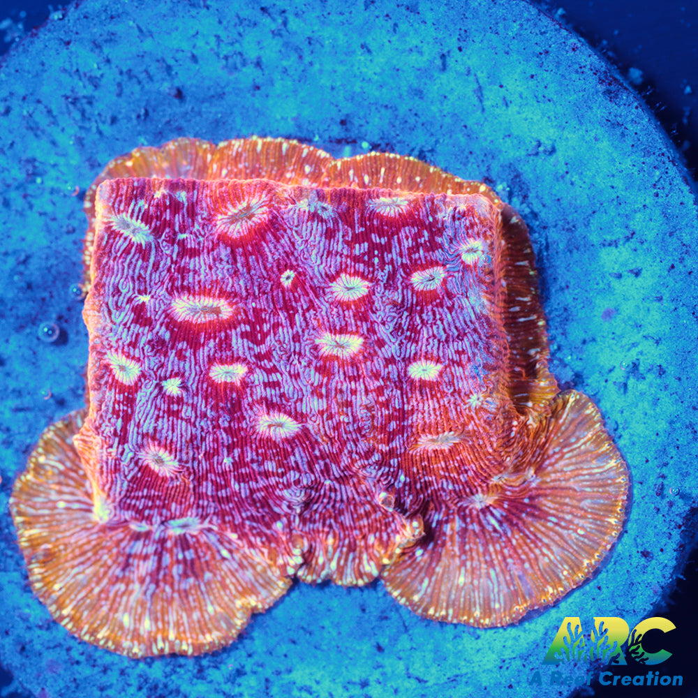 JF Klepto Lepto
