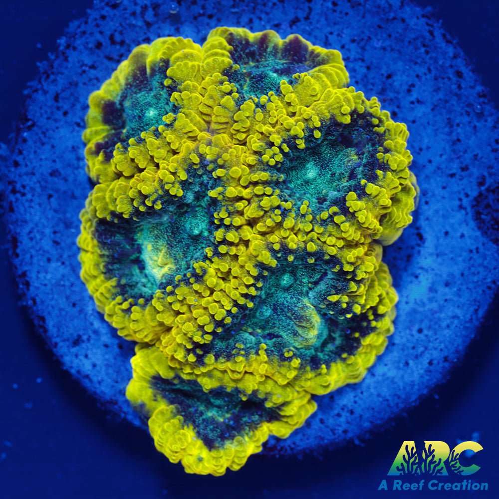 ARC Aquaman Favia