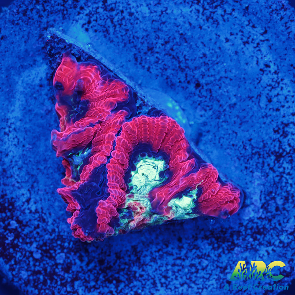 ARC Red Ring Micro