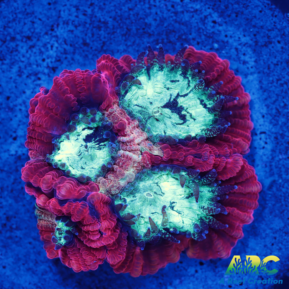 ARC Red Ring Micro