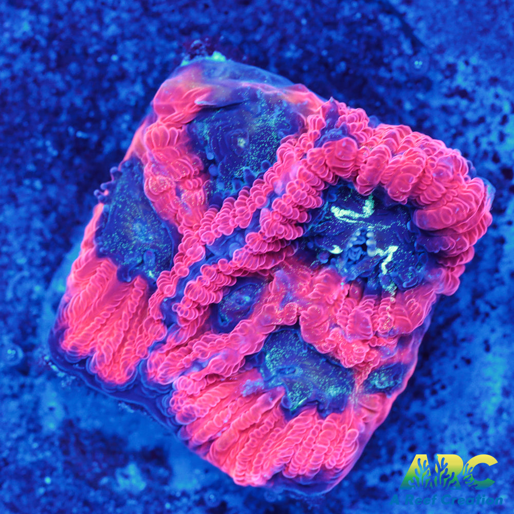 ARC Red Ring Micro
