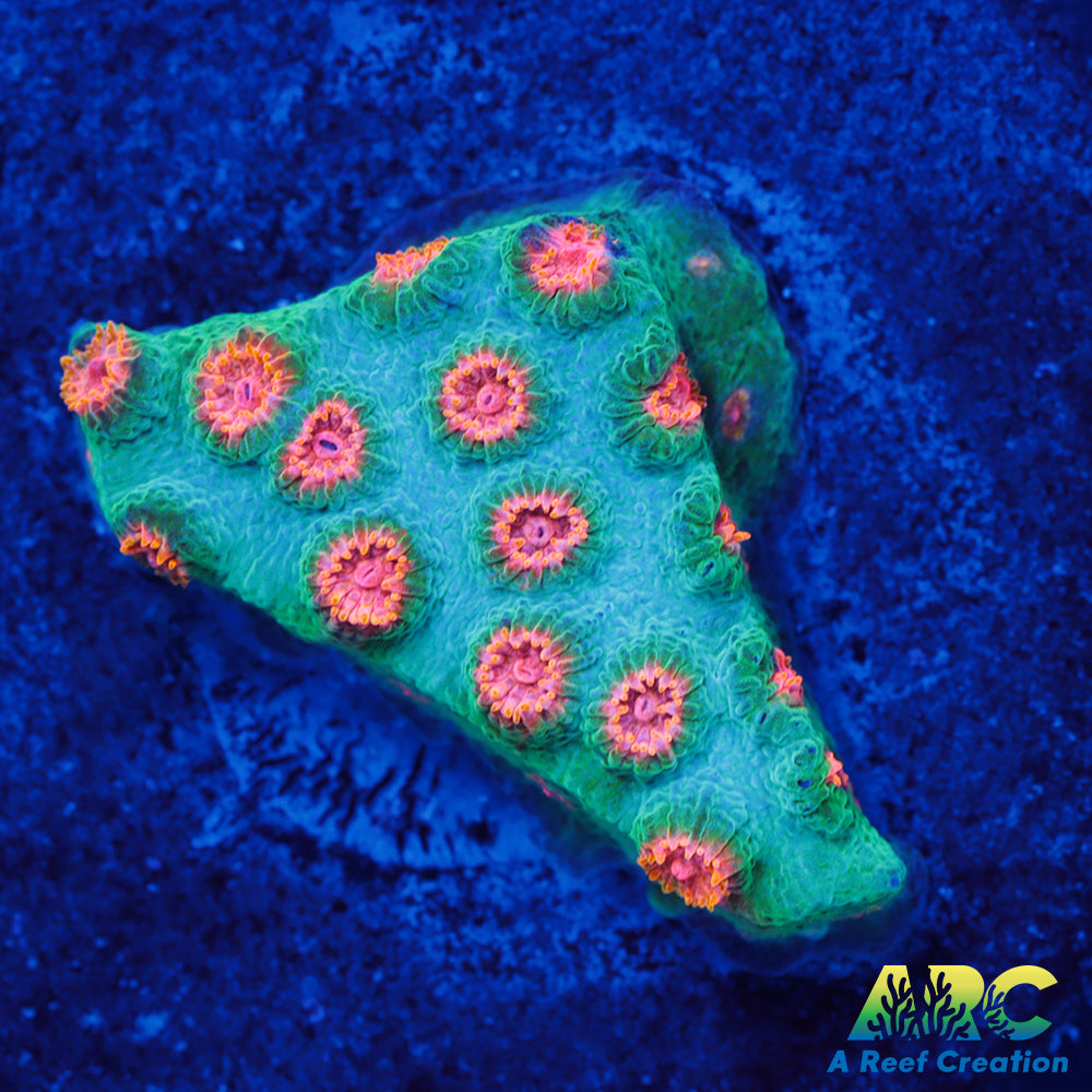 ARC Space Invader Cyphastrea