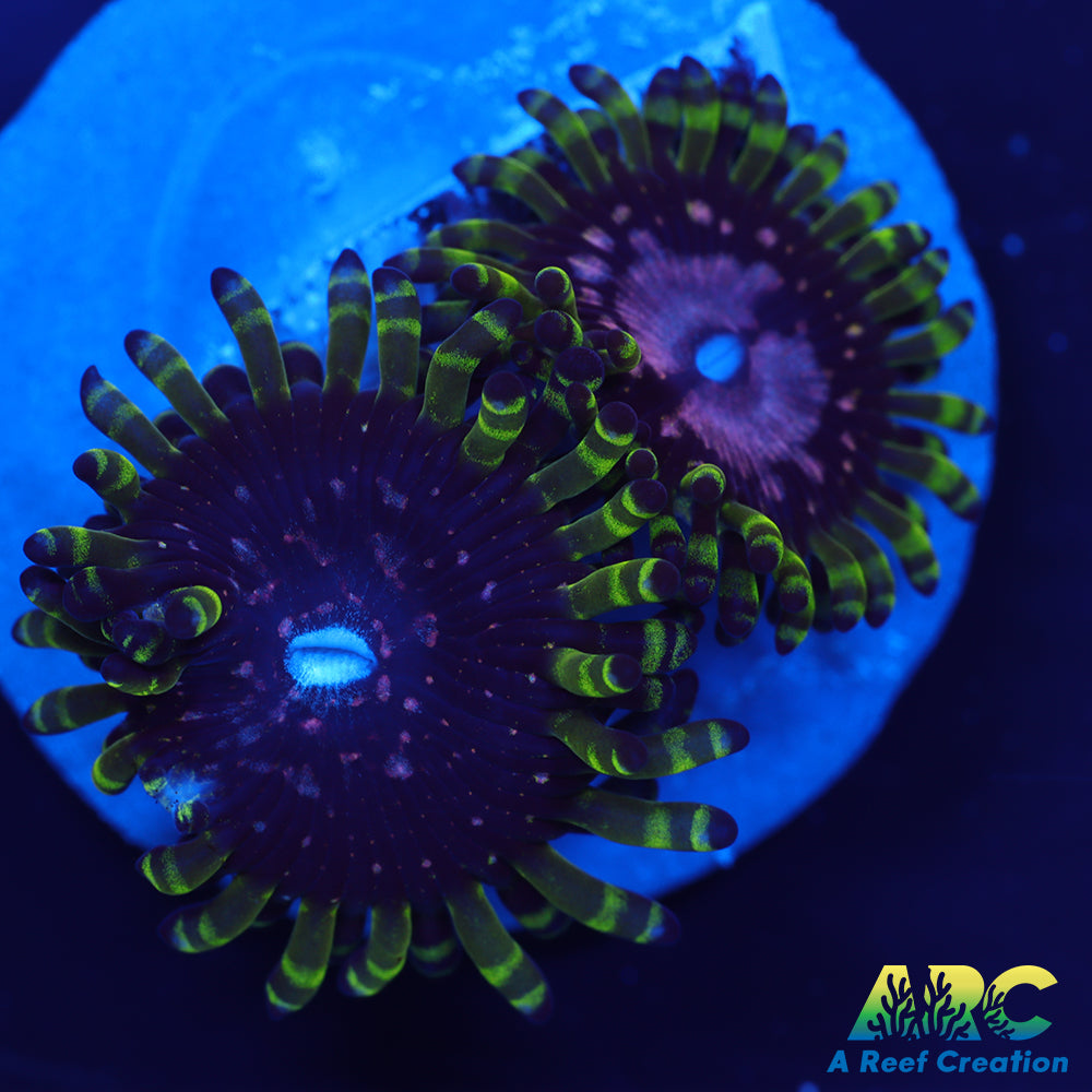 WWC Purple Monsters