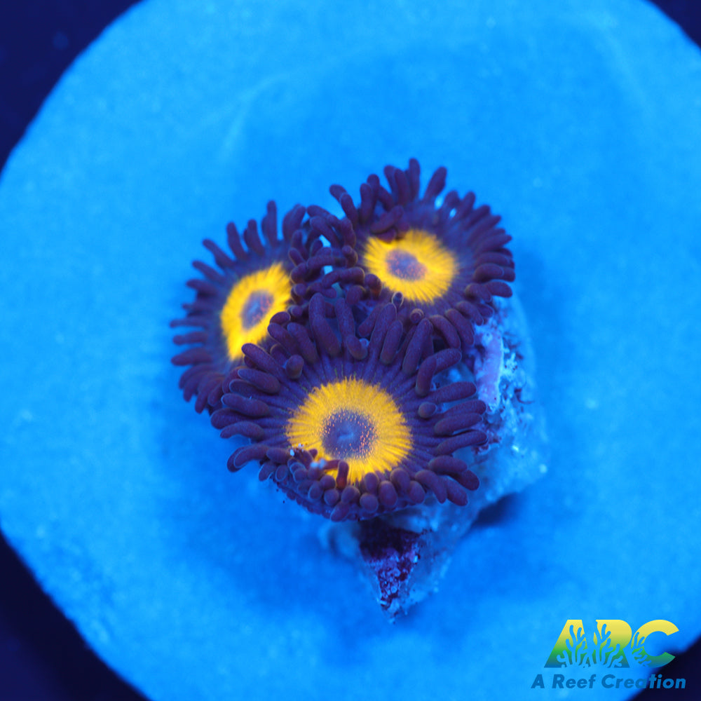 Vitamin B Zoas