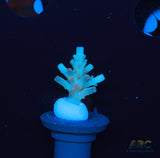 ARC Aquaman Table Acro