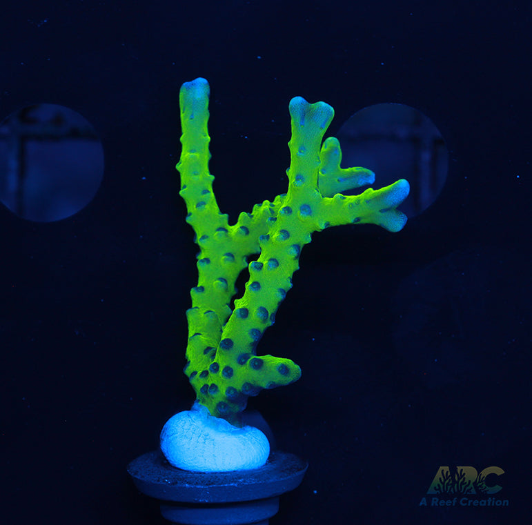 Bio Reef Green Goblin Anacropora