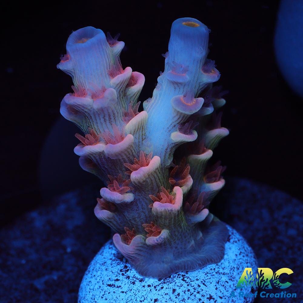 WWC Pink Panther