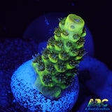 RRC Rainbow Splice