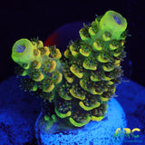 RRC Rainbow Splice